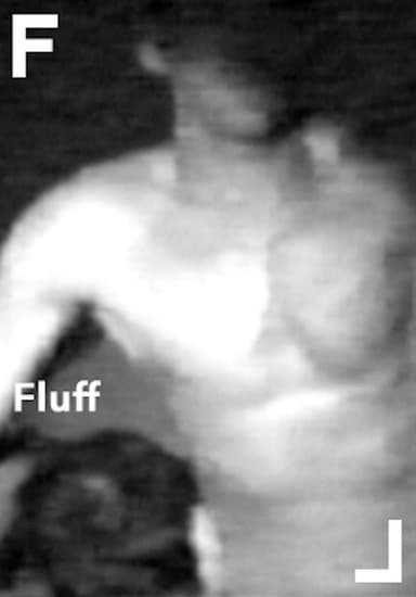 Fluff poster