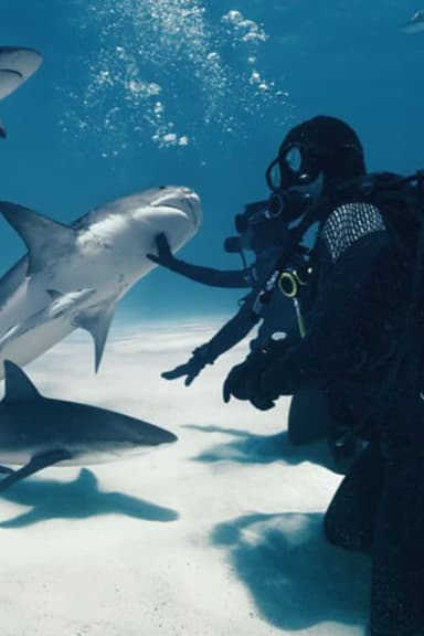 Wild Life - Sharks poster