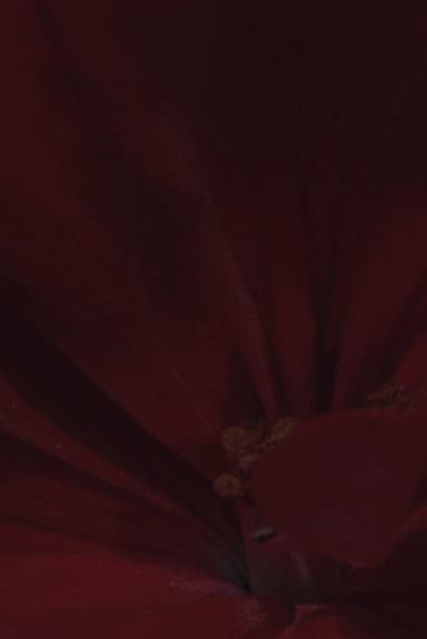 Flowerbed poster