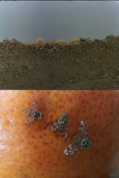 La mosca de las frutas poster