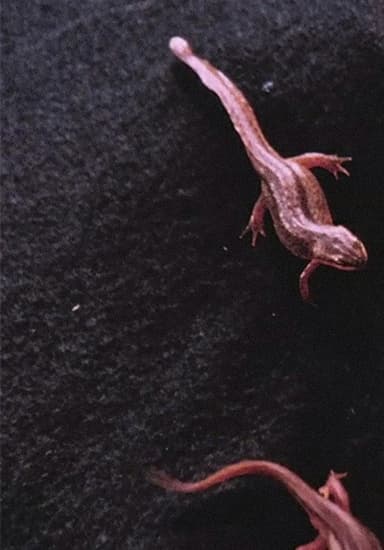 Newt Pauses poster