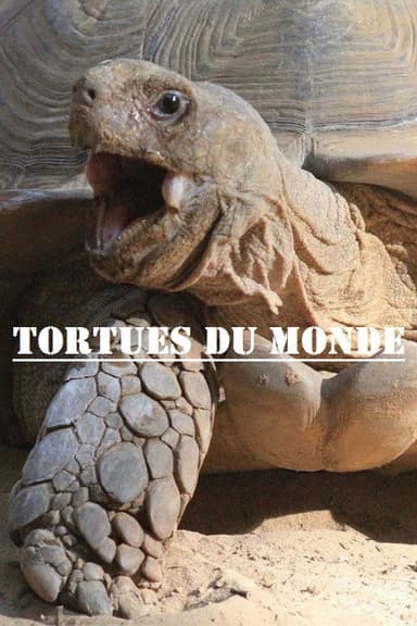 Turtles of the World poster