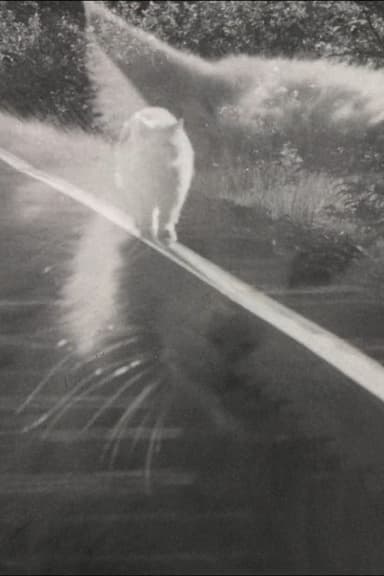 Catwalk poster