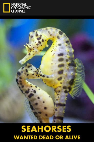 Seahorses: Wanted Dead or Alive poster
