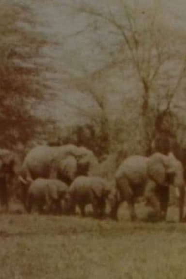 Elephants' Test poster