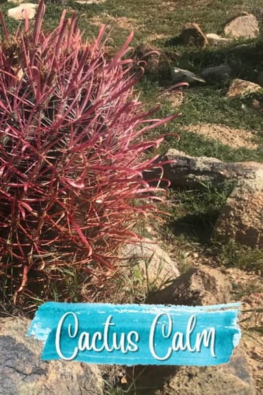 Cactus Calm poster