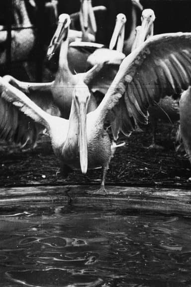 Pelicans at the Zoo poster