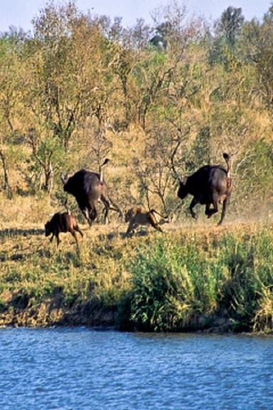 Battle at Kruger poster