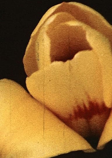Yellow Hammer poster