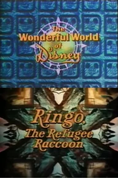 Ringo, the Refugee Raccoon poster