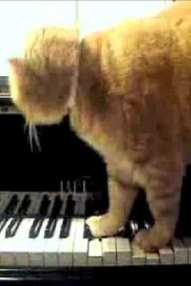 Arnold Schoenberg, op. 11 - I - Cute Kittens poster