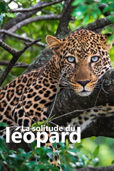 La solitude du léopard poster
