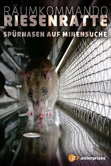 Räumkommando Riesenratte - Spürnasen auf Minensuche poster