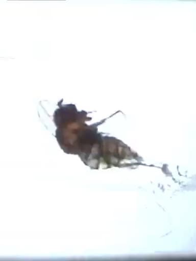 Fruit Flies poster