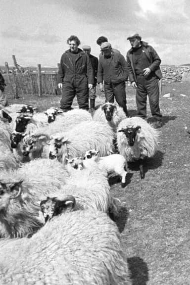 The Shepherds of Berneray poster