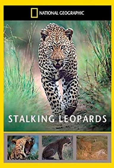 Stalking Leopards poster