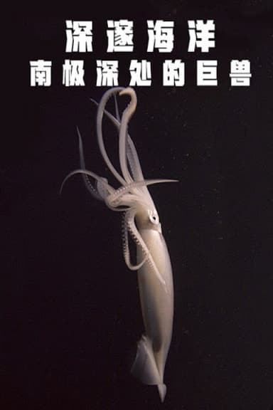 Deep Ocean: Giants of the Antarctic Deep poster