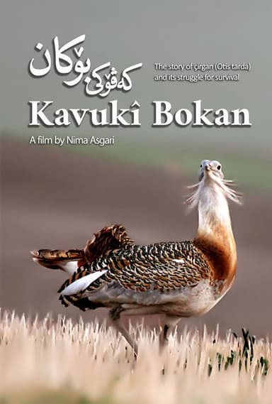 Kavukî Bokan poster