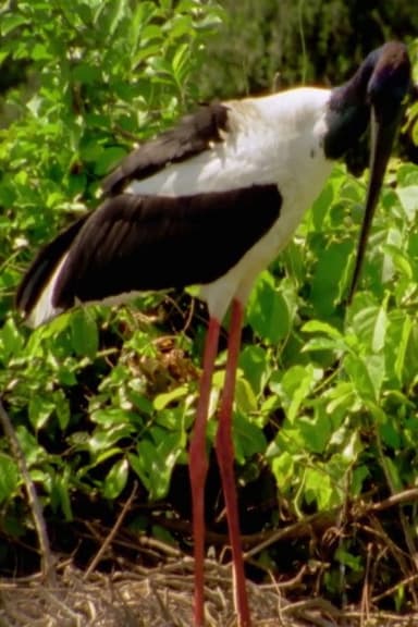 Wild Kakadu poster