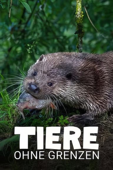Tiere ohne Grenzen poster