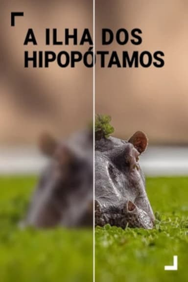Island of the Hippos poster