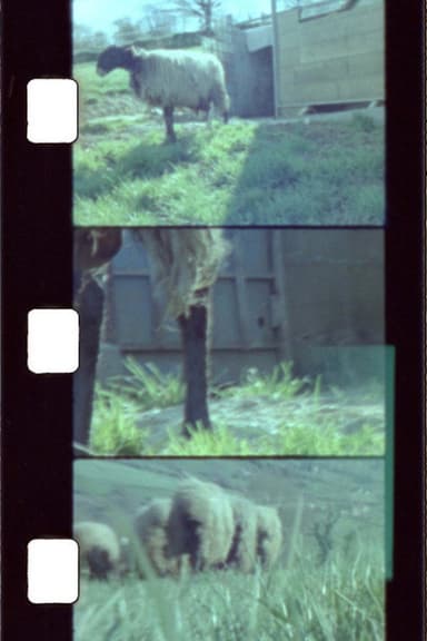 Sheep Reels 1-7 poster