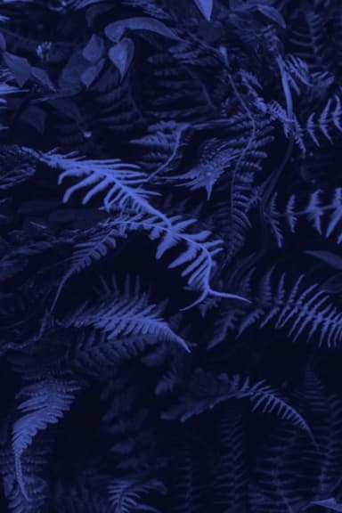 Elastic Jungle poster