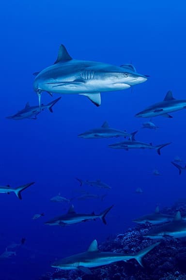 Shark Swarm poster