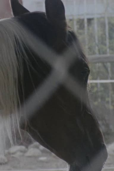 Horse Girl poster