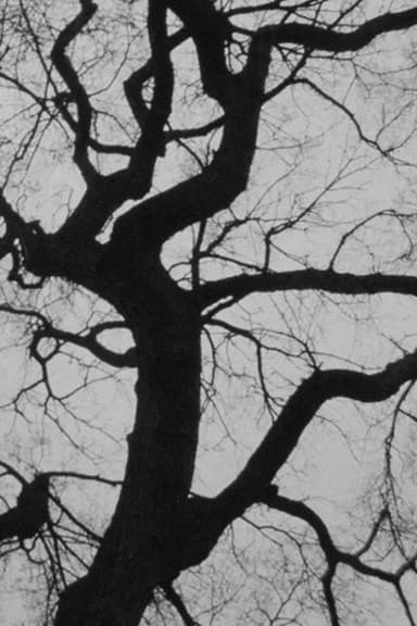 The Tree poster