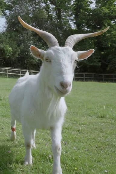 Smart as a Goat poster