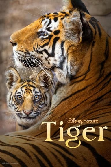 Tiger poster