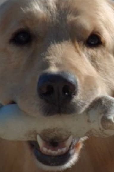 Good Boy poster