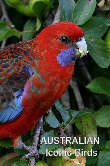 Australian Iconic Birds poster