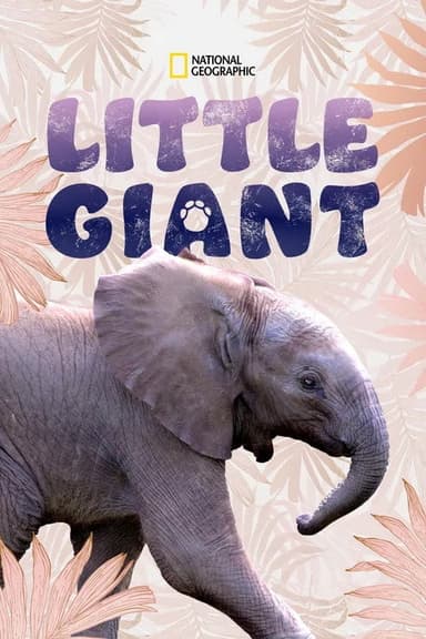 Little Giant‎ poster