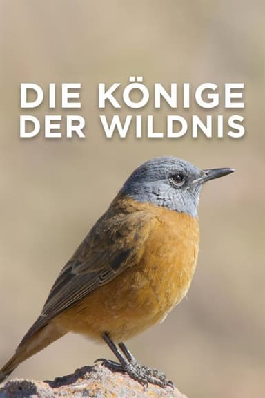 Kings Of The Wild poster