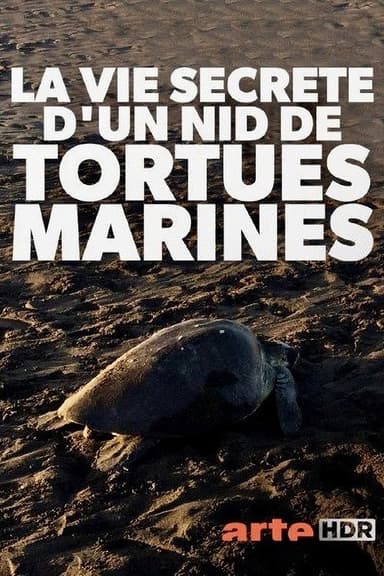 Turtle Beach poster