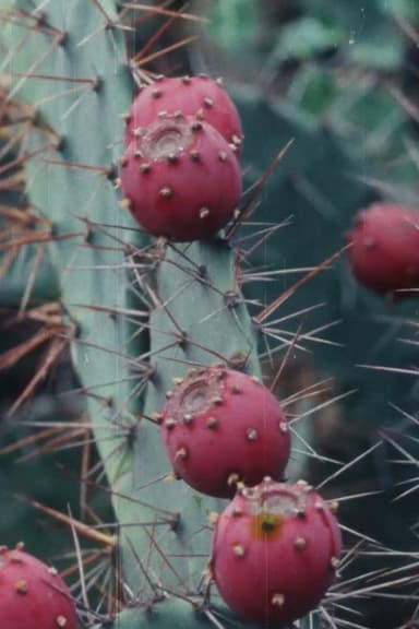 Black Cactus poster