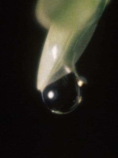 Raindrop poster