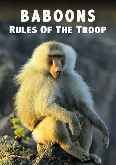 Baboons: Rules of the Troop poster