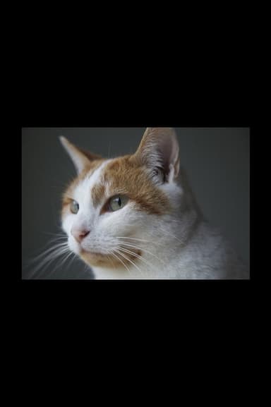 Felis Catus poster