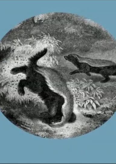 The Kiss of the Honey Badger poster