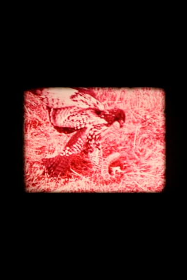 Animal Within poster