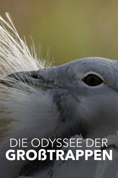 Glorious Bustards poster
