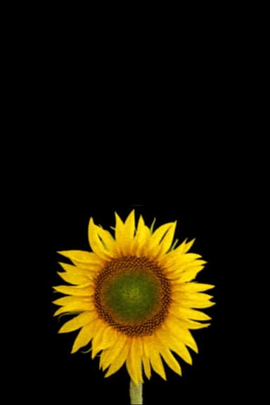 Botanophobia poster