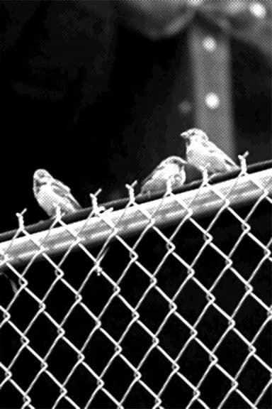 Real Birds poster