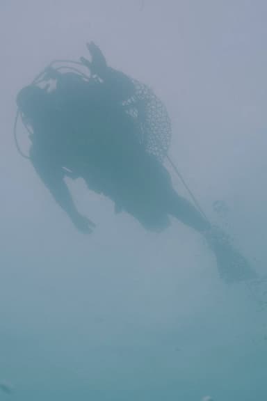 See, See, Sea poster