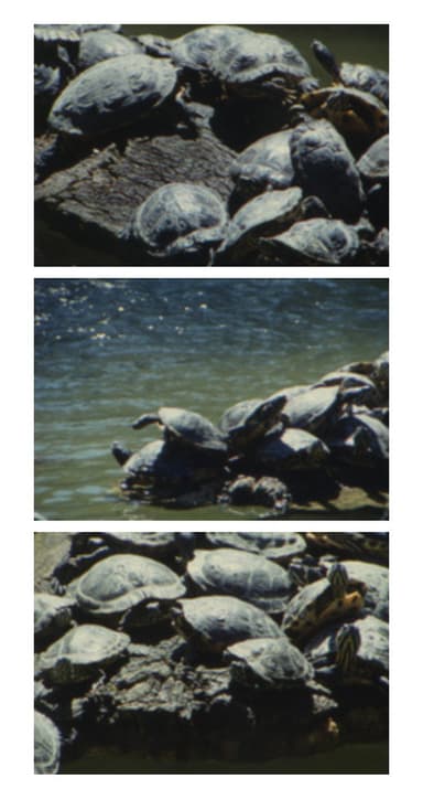 Tartarughe d’acqua poster