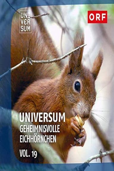 Geheimnisvolle Eichhörnchen poster