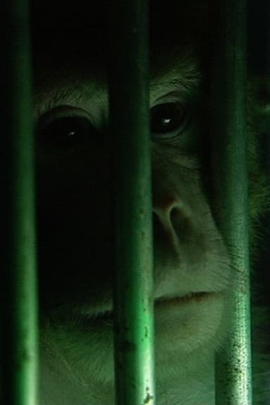 Monkeys, Rats and Me poster